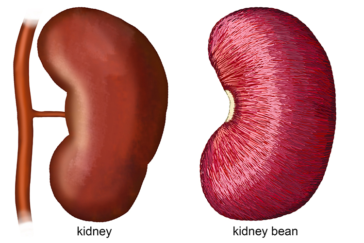 Our kidneys look like kidney beans but are much larger they are usually 10 - 13 cm long